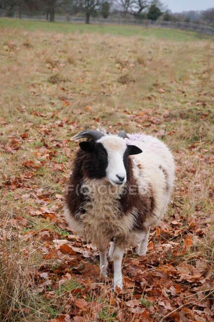 Jacob sheep standing in a field, England, UK — Stock Photo