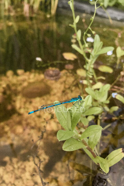 Damselfly azul comum (Enallagma cyathigerum) por uma lagoa, Inglaterra, Reino Unido — Fotografia de Stock