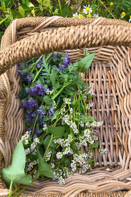 Flores frescas de trigo sarraceno y phacelia silvestres en una canasta en el jardín, Inglaterra, Reino Unido - foto de stock