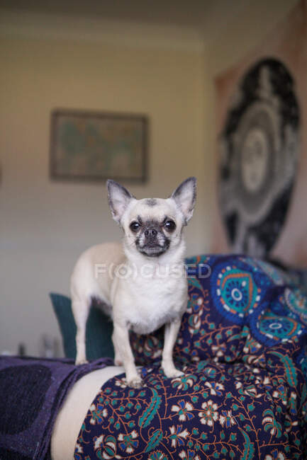 Пес чіхуахуа стоїть на дивані. — стокове фото