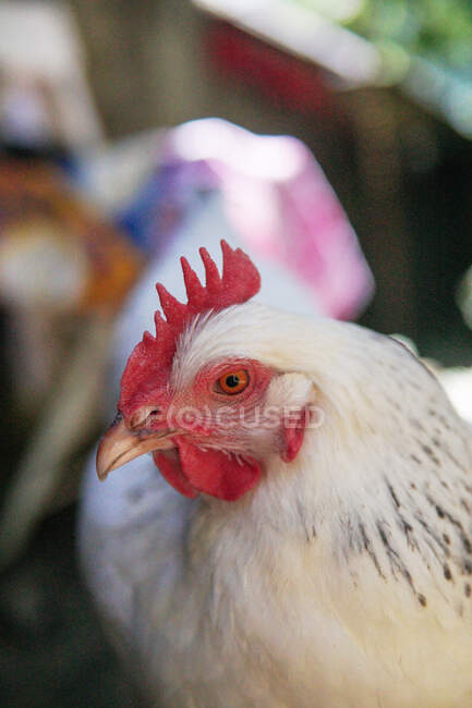 Ritratto ravvicinato di un pollo bianco al Sundheimer — Foto stock