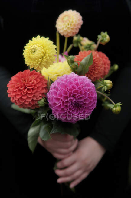 Close-up of a woman holding a bouquet of dahlias — Stock Photo
