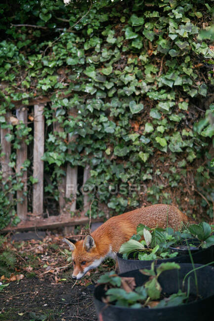 Renard sauvage se faufilant dans un jardin, Angleterre, Royaume-Uni — Photo de stock