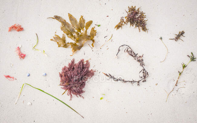 Conchas marinas y algas marinas en la playa, Australia - foto de stock