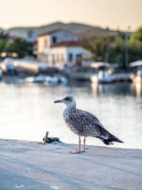 Чайка стоїть на набережній, Агіос - Ефстратіос, Греція. — стокове фото