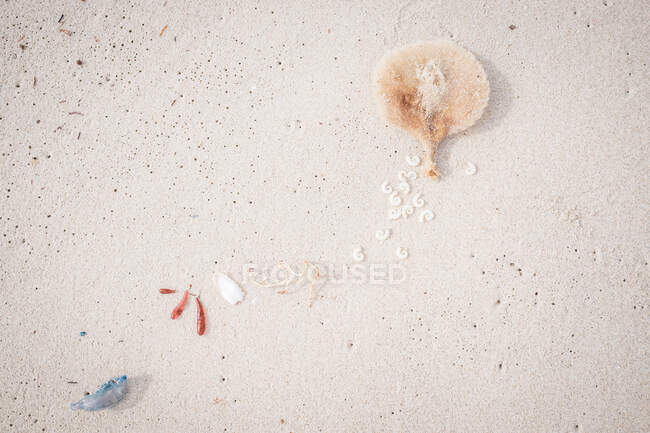 Coquillages et algues sur la plage, Australie — Photo de stock
