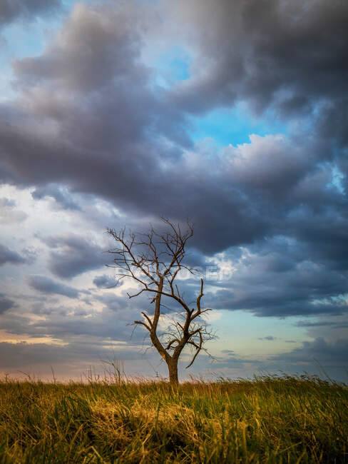 Árvore única em um prado ao pôr do sol, Grécia — Fotografia de Stock