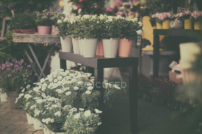 Plants for sale at a florist, France — Stock Photo