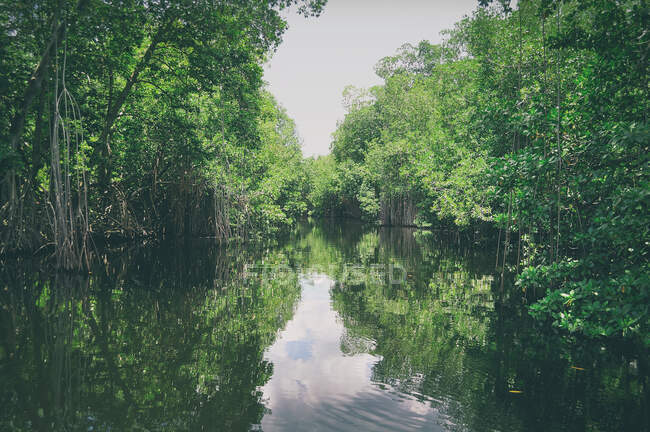 Belle vue sur la rivière dans la forêt — Photo de stock