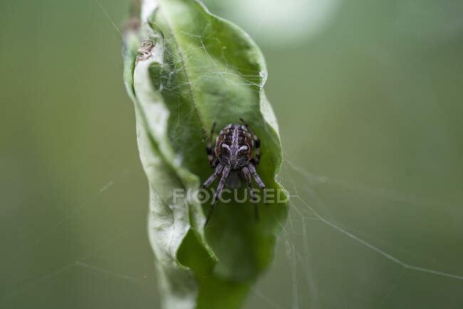 Primer plano de una araña de orbe de jardín escondida dentro de una hoja, Brasil - foto de stock