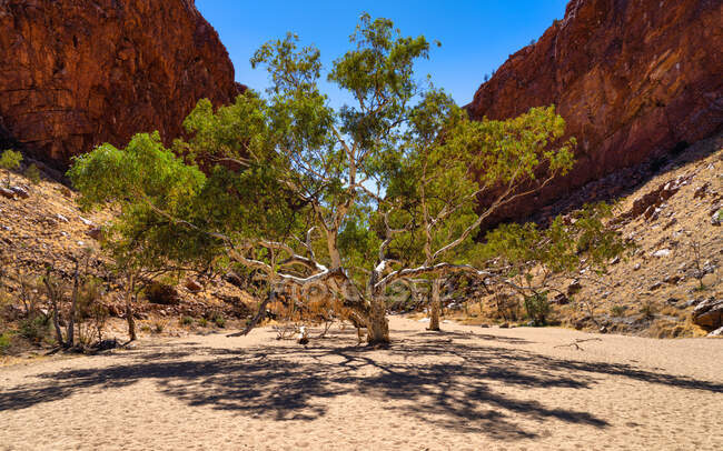 Дерево червоної гумки в прогалині простака, центральна австралія, аустралія. — стокове фото