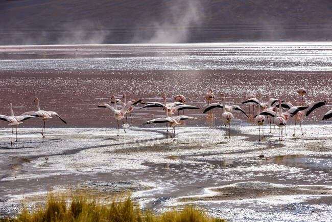 Flamengos em uma lagoa, Salar de Uyuni, Altiplano, Bolívia — Fotografia de Stock