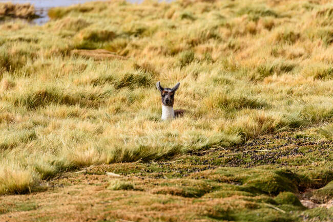 Маля альпака живе в пустелі (Альтіплано, Болівія). — стокове фото