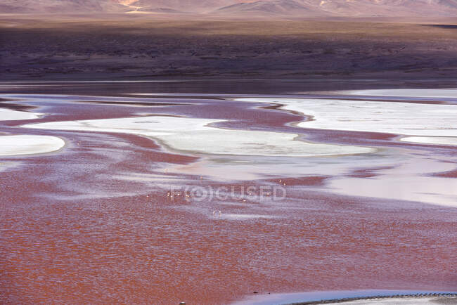 Fenicotteri in una laguna, Salar de Uyuni, Altiplano, Bolivia — Foto stock