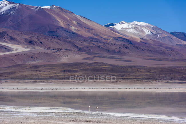 Dois flamingos junto a um lago no Altiplano, Bolívia — Fotografia de Stock