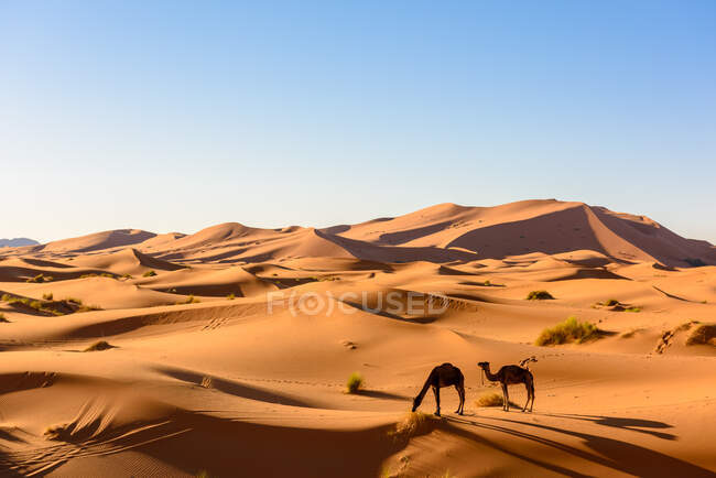 Dois camelos pastando no deserto do Saara, Marrocos — Fotografia de Stock