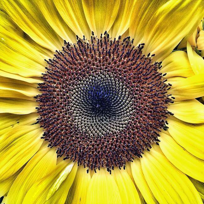Close-up of a sunflower, Spain — Stock Photo