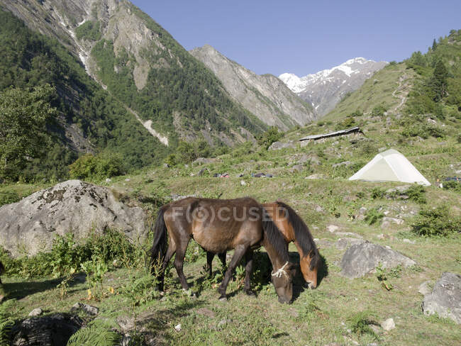 Deux chevaux broutant dans les montagnes, Himalaya, Uttarkhand, Inde — Photo de stock