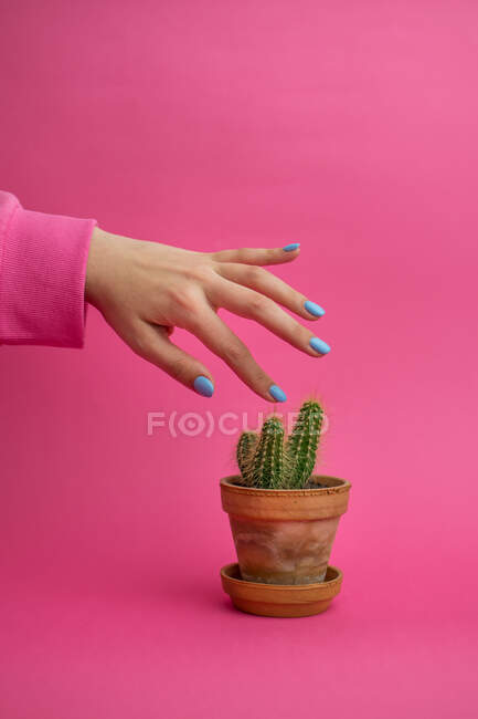 Frau hält Hand über Keramiktopf mit Kaktus auf rosa Hintergrund — Stockfoto