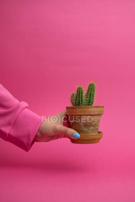 Mano femenina sosteniendo maceta de cerámica con cactus sobre fondo rosa - foto de stock