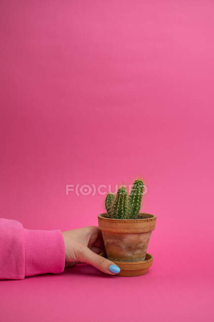 Mão feminina segurando pote de cerâmica com cacto sobre fundo rosa — Fotografia de Stock