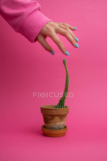Mulher segurando a mão sobre vaso de cerâmica com cacto sobre fundo rosa — Fotografia de Stock