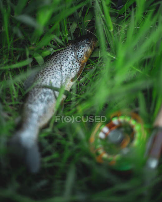 Truta marrom deitada na grama ao lado de uma vara de pesca com mosca e carretel, Wyoming, Estados Unidos — Fotografia de Stock