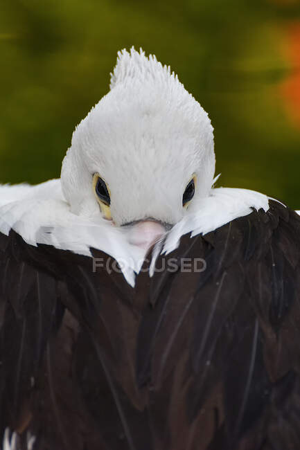 Nahaufnahme eines Pelikans, der Schnabel in seinen Federn versteckt, Indonesien — Stockfoto