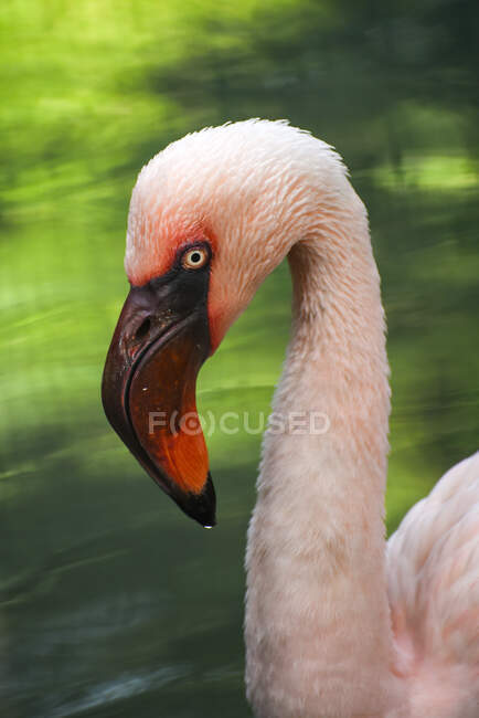 Nahaufnahme eines Flamingokopfes, Indonesien — Stockfoto