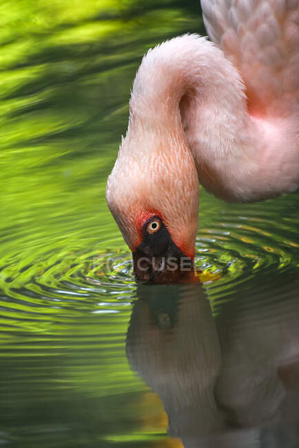 A flamingo drinking water in a lake, Indonesia — Stock Photo