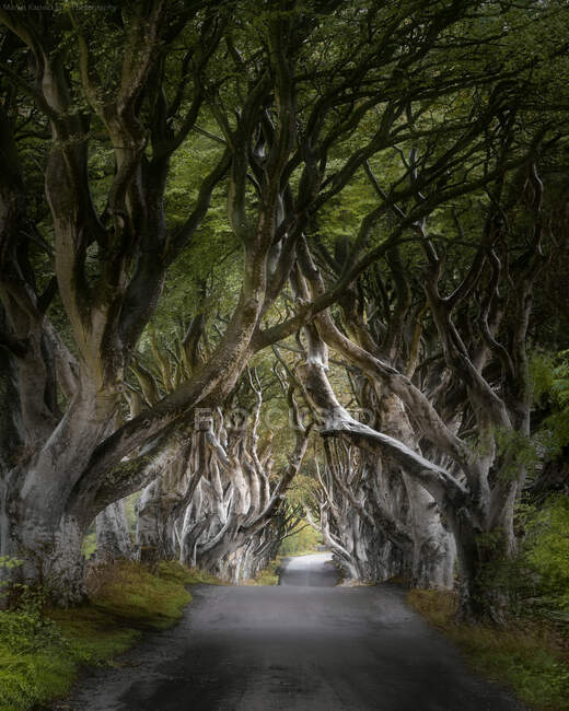 The Dark Hedges, Ballymoney, County Antrim, Irlanda del Nord, Regno Unito — Foto stock