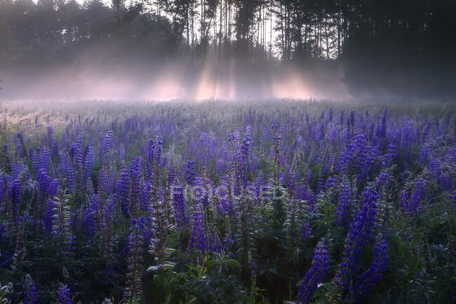 Plan panoramique de Lupins dans la lumière du matin, Lituanie — Photo de stock