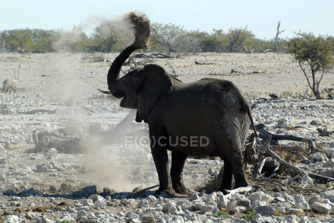 African elephant in the savannah of kenya — Stock Photo