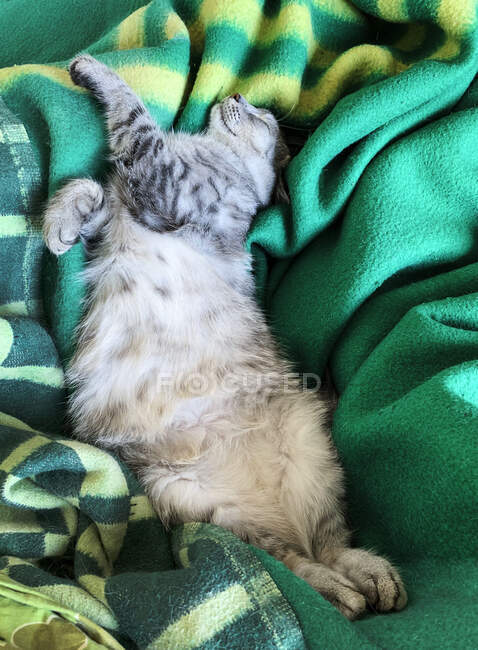 Gatito durmiendo en una manta - foto de stock