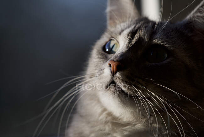 Портрет крупным планом кота — стоковое фото