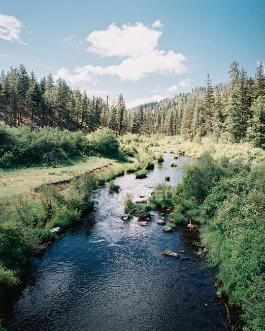 Río que corre a través del paisaje forestal, Columbia River Gorge National Scenic Área, Oregon, Estados Unidos - foto de stock