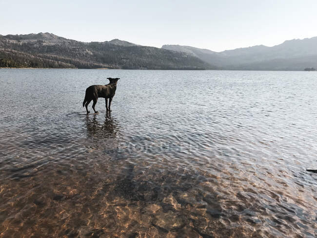 Hund steht in einem See, Wyoming, Vereinigte Staaten — Stockfoto