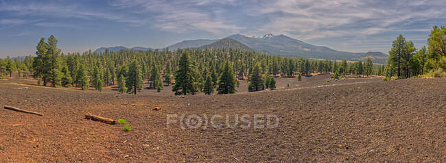 Panoramic view of pine forest and distant mountains in sunlight — Stock Photo
