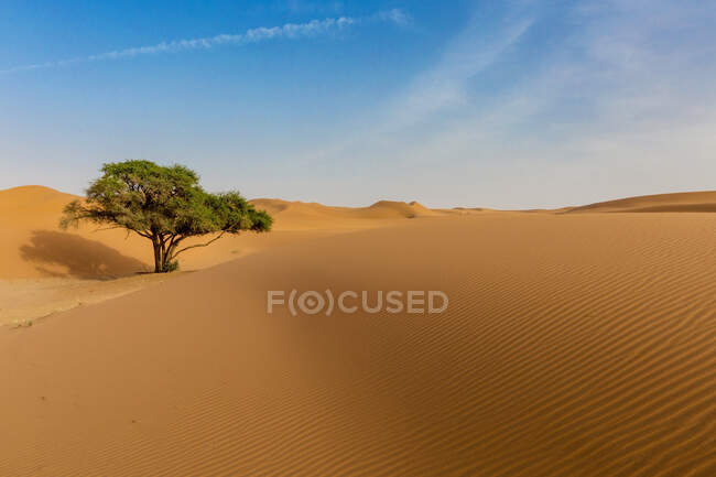 Belle vue sur les dunes, la nature — Photo de stock