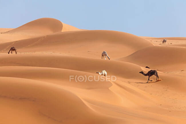 Sand dunes in the desert — Stock Photo