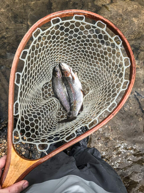 Рибалка тримає сітку з уловом форелі (штат Вайомінг, США). — стокове фото