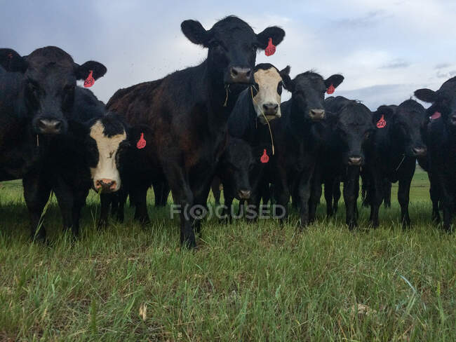 На полі (штат Вайомінг, США) стоїть стадо корів. — стокове фото