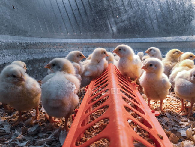 Close-up of chicks feeding in a pen, Wyoming, United States — Stock Photo