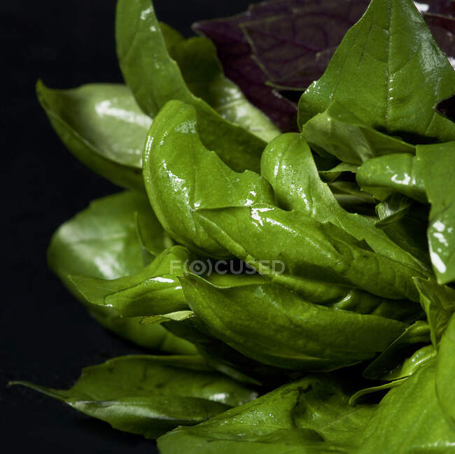 Primer plano de las hojas de albahaca fresca - foto de stock