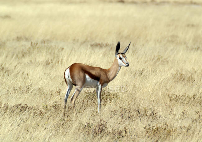 Springbok de pie en el monte, Sudáfrica - foto de stock