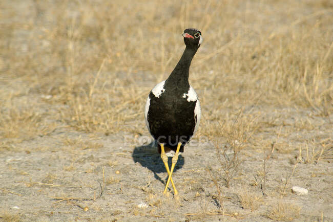 Korhaan noir dans la brousse, parc national d'Etosha, Namibie — Photo de stock