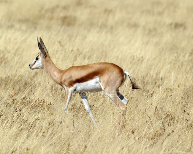 Springbok in piedi nel cespuglio, Sud Africa — Foto stock