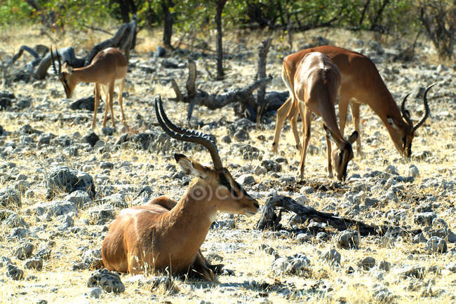 Quatro Impalas no mato, África do Sul — Fotografia de Stock