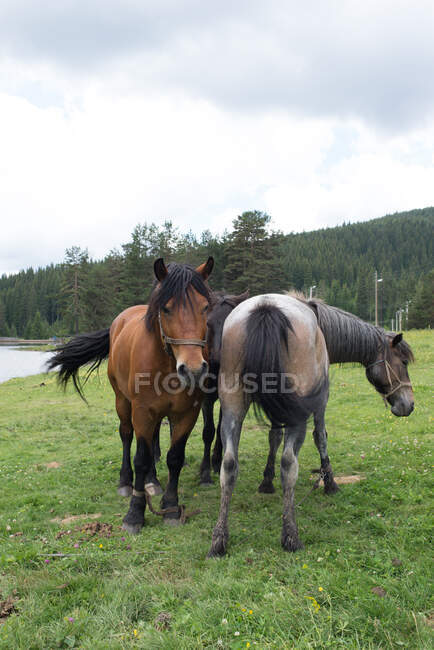 Dos caballos de pie en un campo, Bulgaria - foto de stock