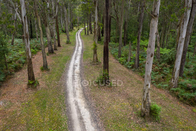 Фелле Энни Трак через лес, штат Виктория, Австралия — стоковое фото